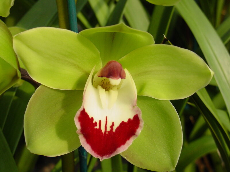 Green Orchid Flower — Calm, Afternoon