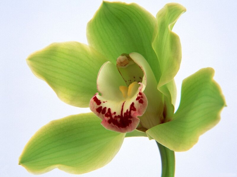 Green Orchid Flower — Calm