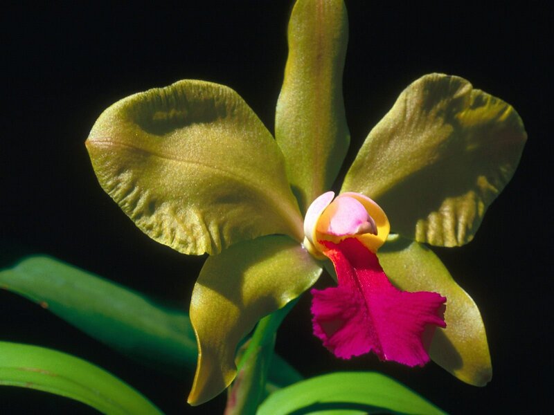 Green Orchid Flower — Dramatic, Photograph, Petals, Leaves