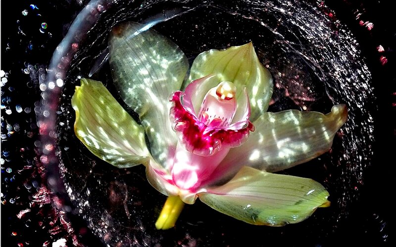 Green Orchid Flower — Dramatic, Photograph, Petals