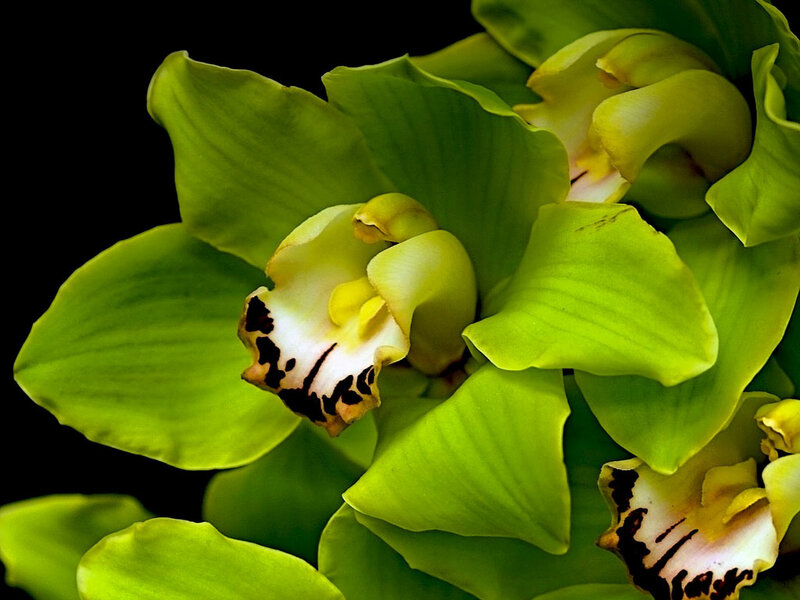 Green Orchid Flower — Dramatic, Photograph