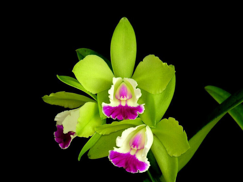 Green Orchid Flower — Dramatic