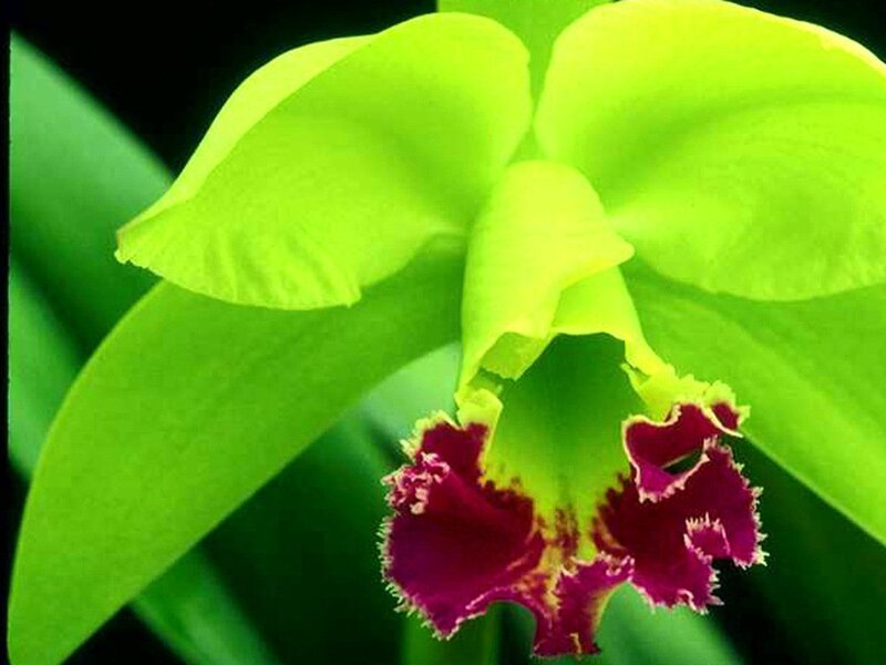 Green Orchid Flower — Natural