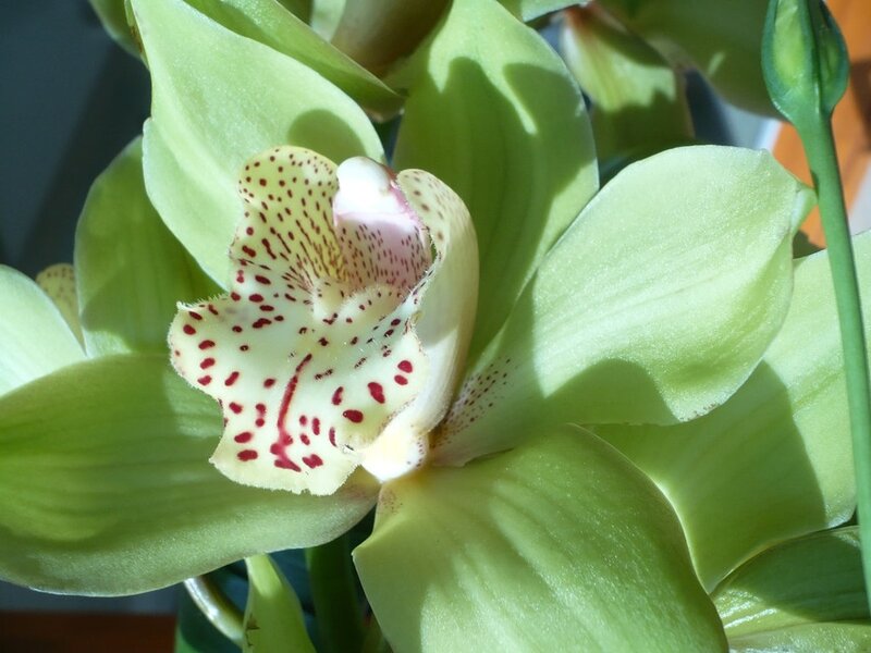 Green Orchid Flower — Serene, Afternoon