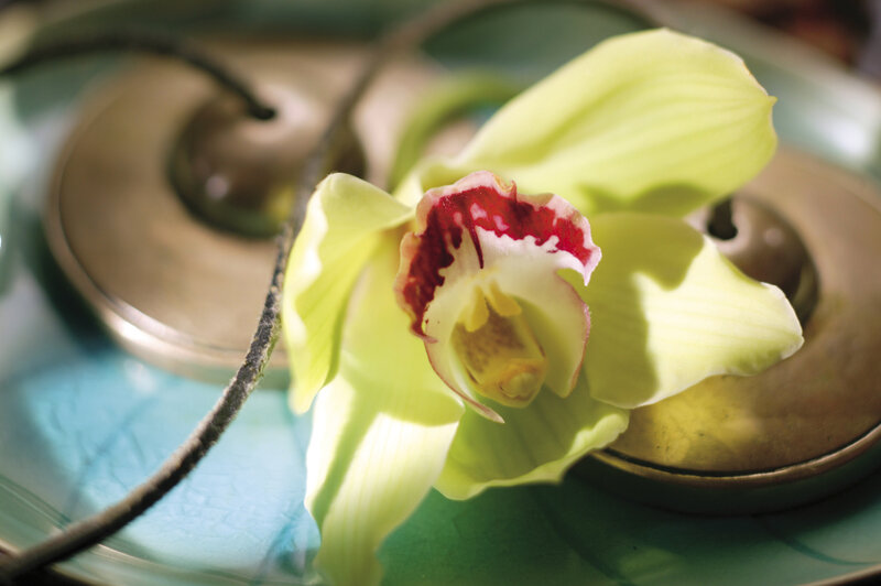 Green Orchid Flower — Serene, Photograph