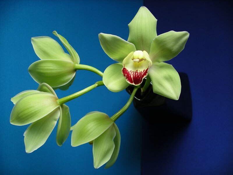 Green Orchid Flower — Serene