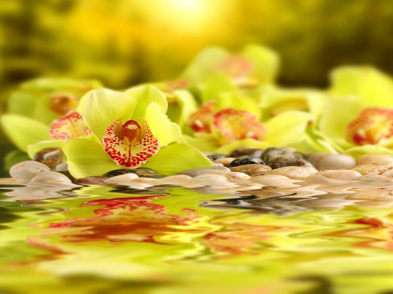 Green Orchid Flower — Yellow