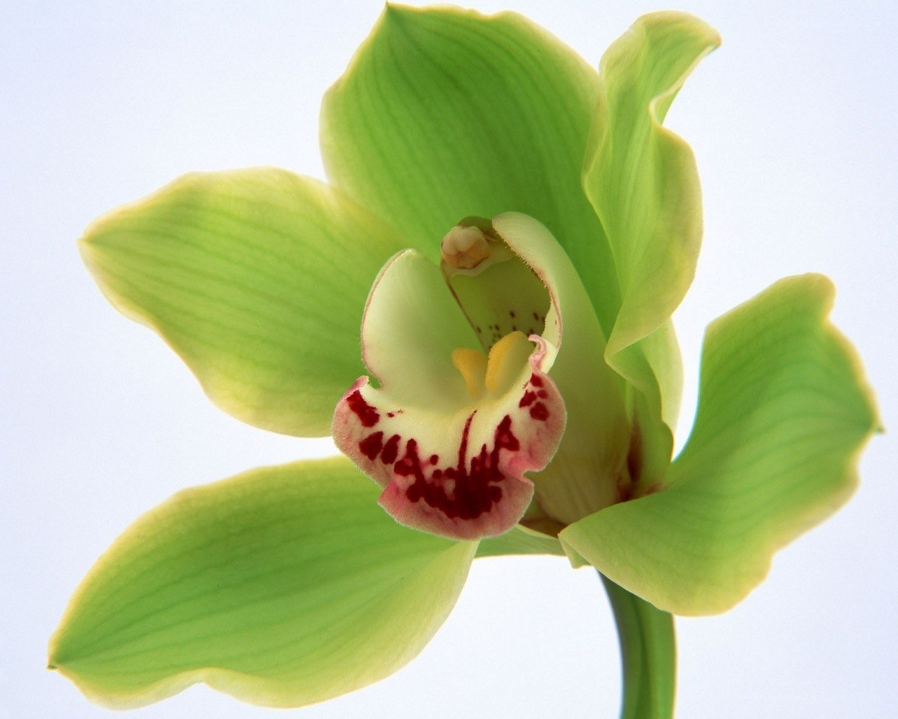 green orchid flower