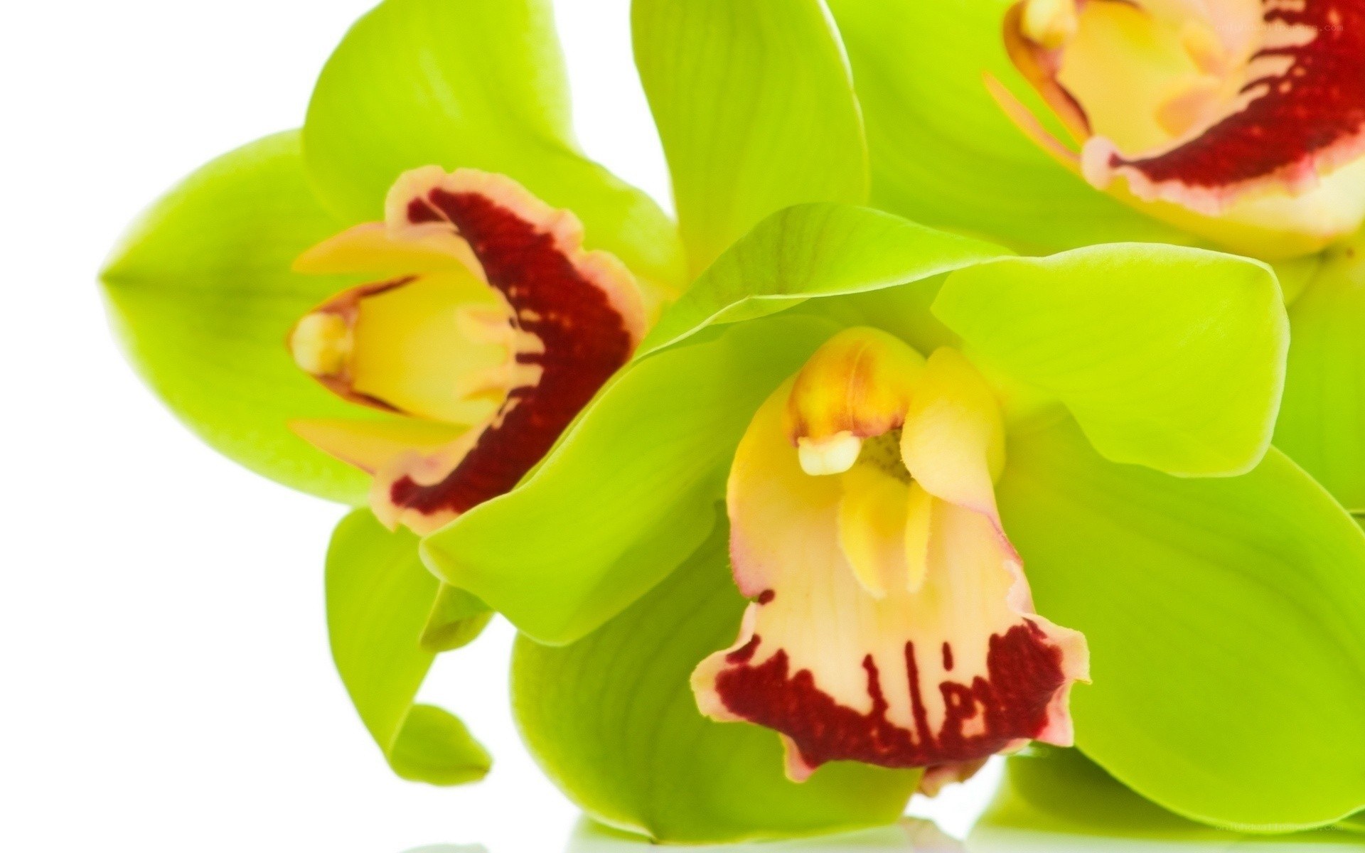green orchid flowers