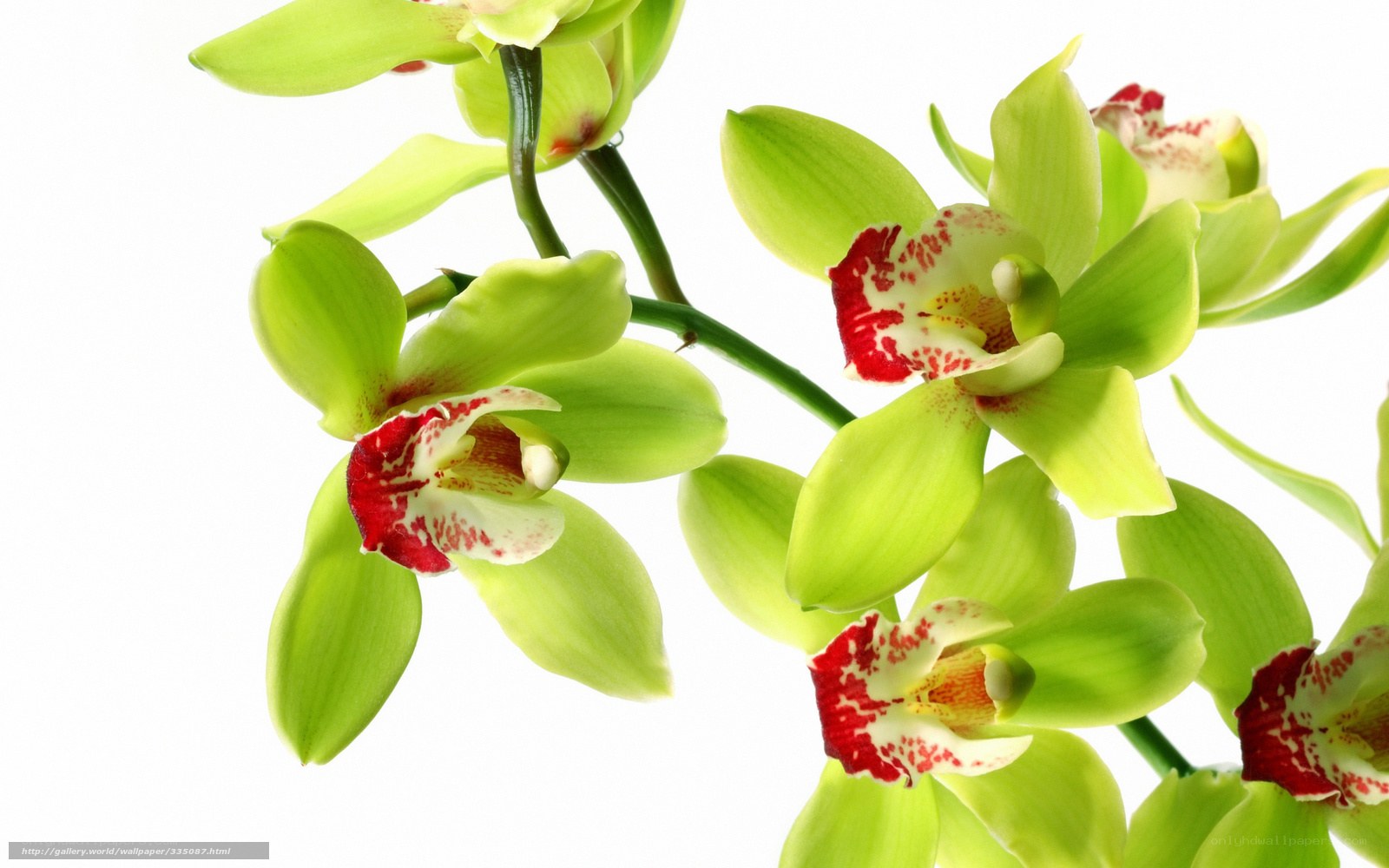 green orchid flowers