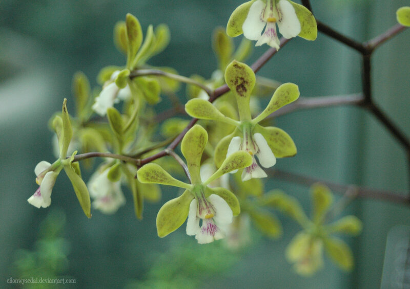 green orchid flowers