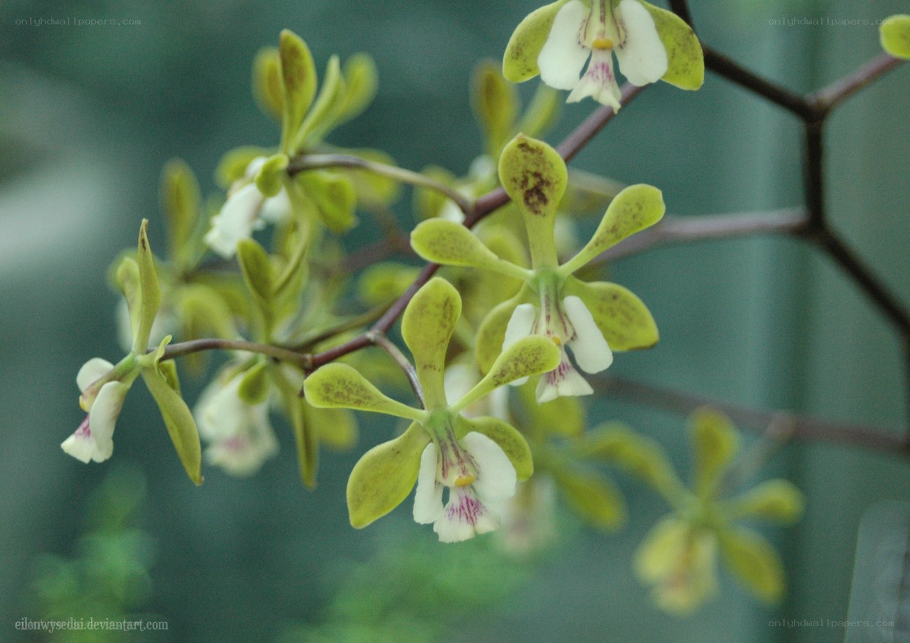 green orchid flowers