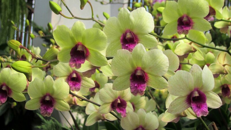 Green Orchid Flowers — Calm, Photograph, Buds, Leaves