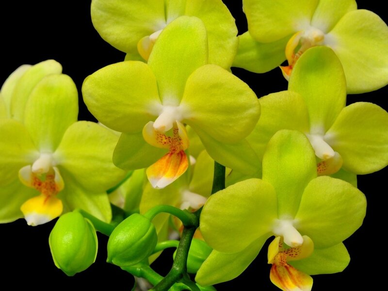 Green Orchid Flowers — Calm, Photograph, Buds, Stem