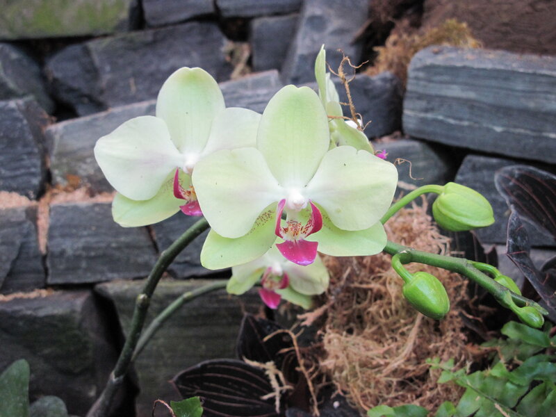 Green Orchid Flowers — Calm, Photograph, Buds