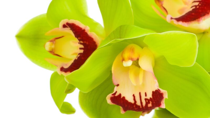 Green Orchid Flowers — Calm, Photograph, Petals, Center