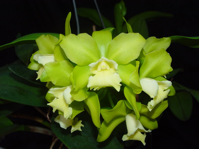 Green Orchid Flowers — Calm, Photograph