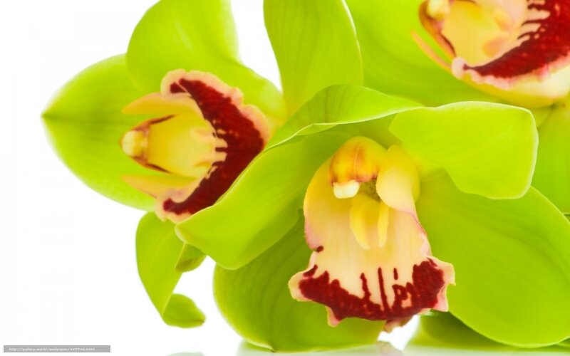 Green Orchid Flowers — Calm, Photograph, White Background