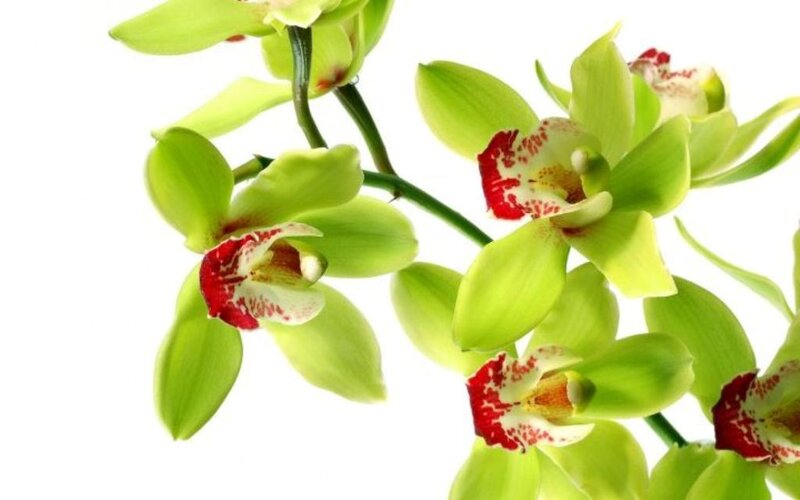 Green Orchid Flowers — Calm