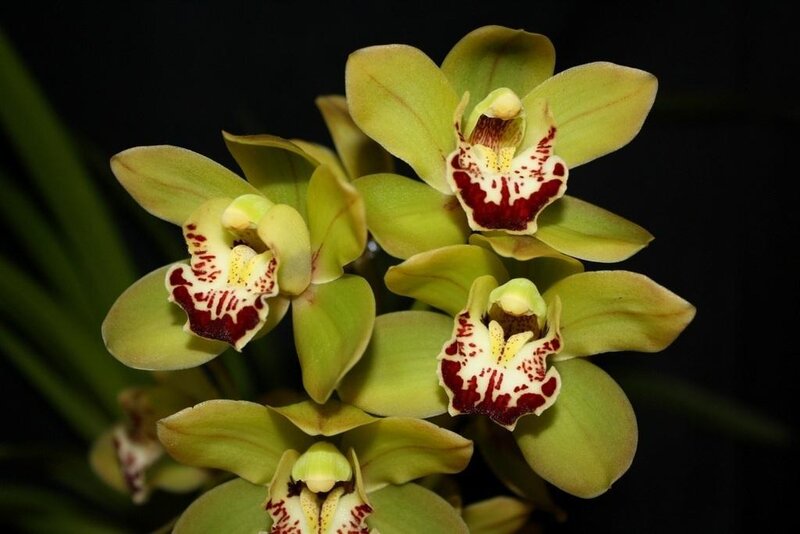 Green Orchid Flowers — Dramatic
