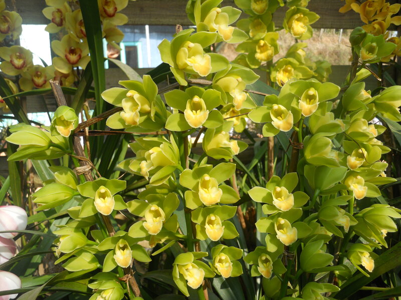 Green Orchid Flowers — Natural