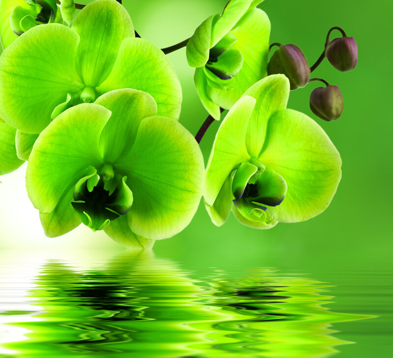 Green Orchid Flowers — Serene, Photograph
