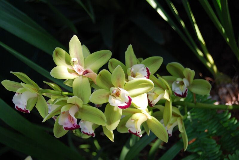 Green Orchid Flowers — Serene