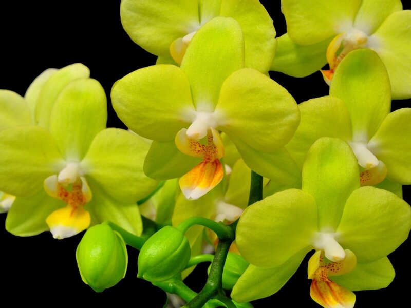 Green Orchid Flowers — Yellow-green