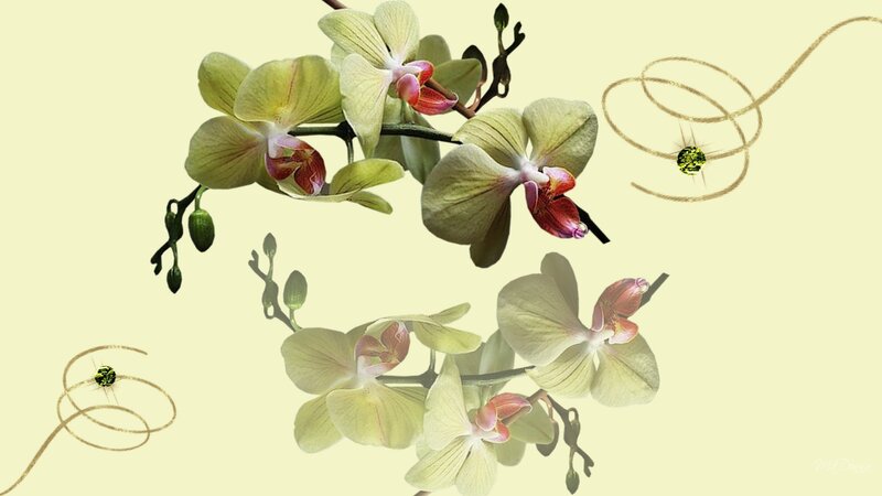 Green Orchid Flowers — Yellow