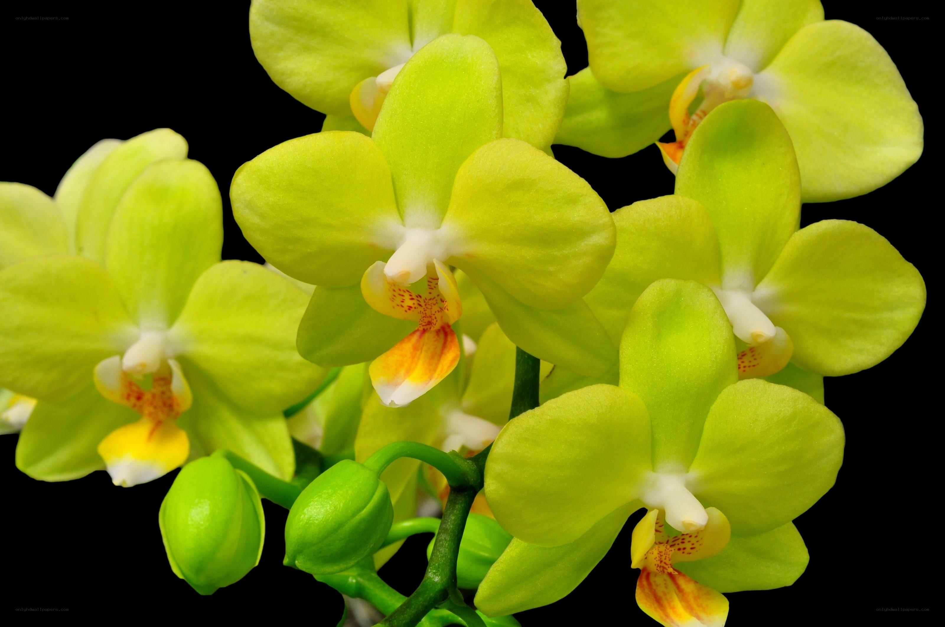 Green orchid flowers