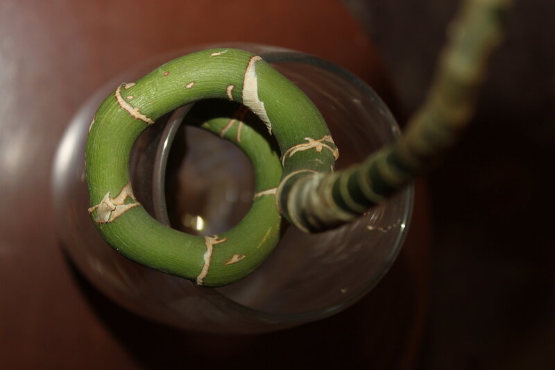 Green Orchid Stem in Glass