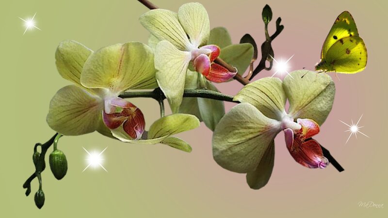 Green Orchid with Butterfly