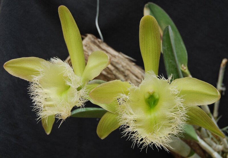 green orchid with feathery flowers
