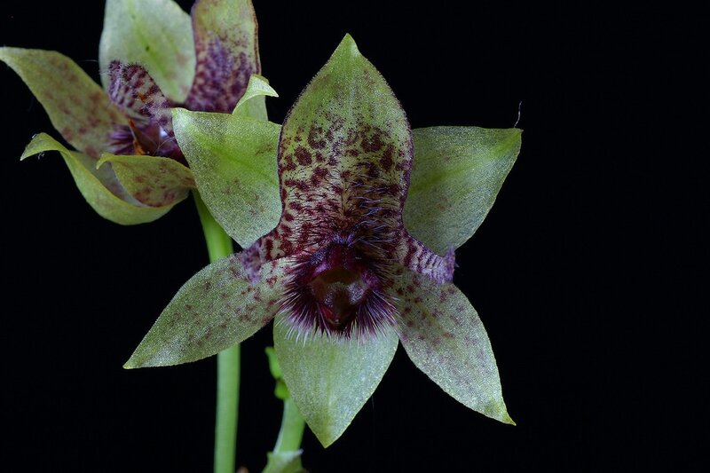 green orchid with purple spots