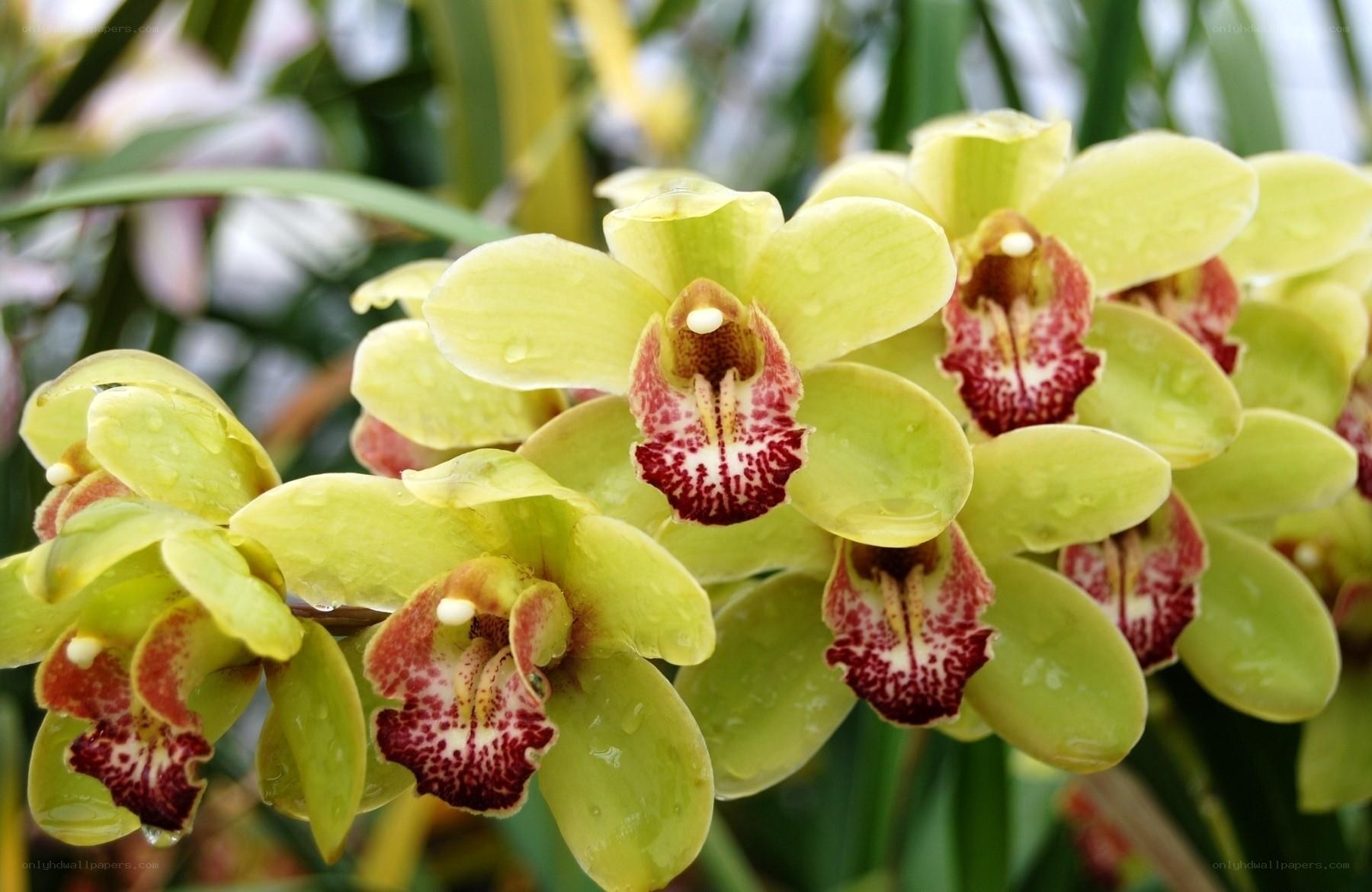 green orchid with red speckles