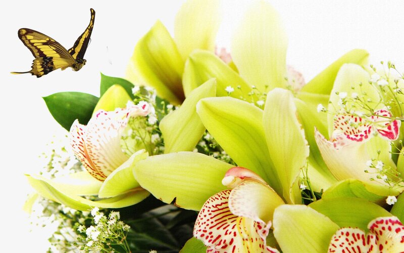 Green Orchids with Butterfly — Serene