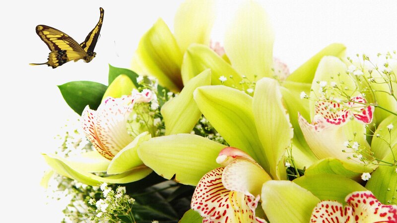 Green Orchids with Butterfly