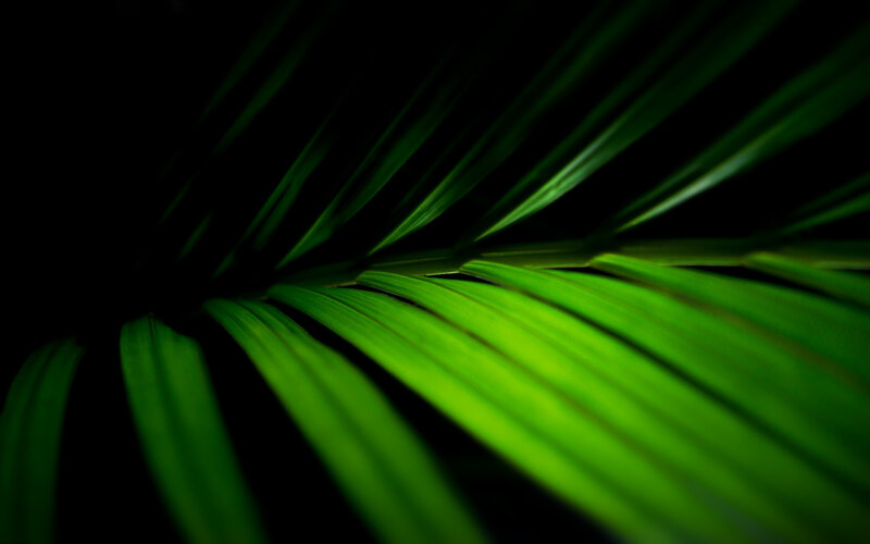 Green Palm Frond — Dramatic