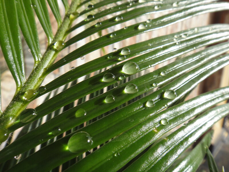 Green Palm Frond — Serene