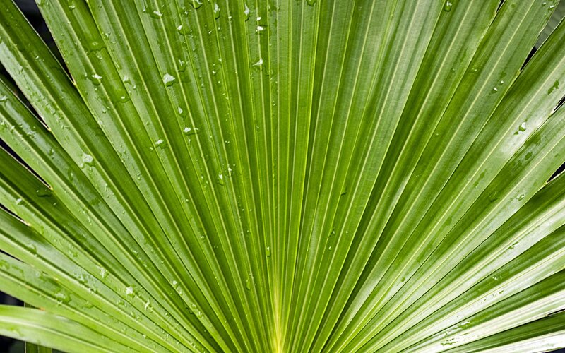 Green Palm Leaf — Calm, Photograph