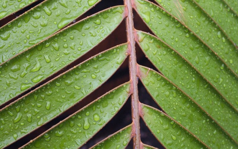 Green Palm Leaf — Calm
