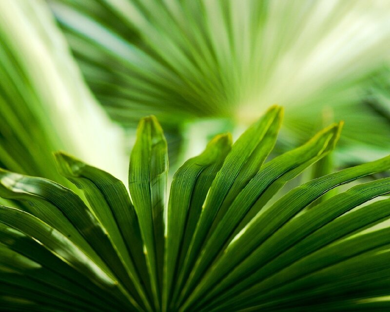 green palm leaf close-up