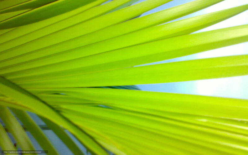 green palm leaf close-up