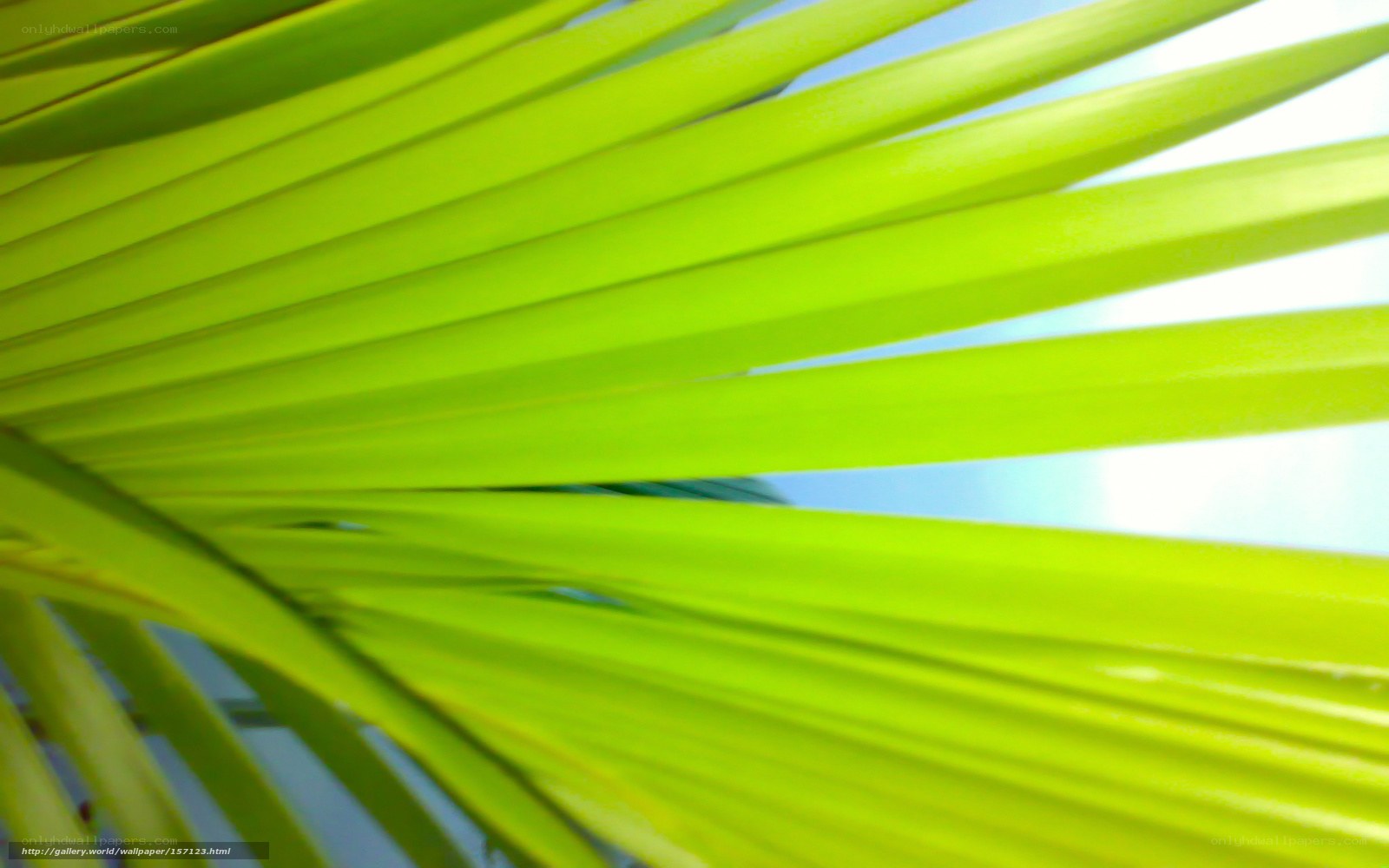 green palm leaf close-up