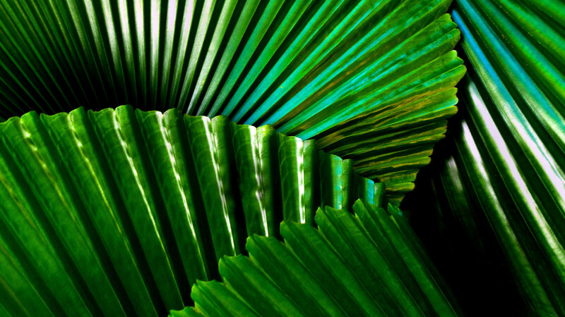 Green Palm Leaf — Dramatic, Photograph