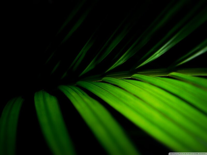 Green Palm Leaf — Dramatic