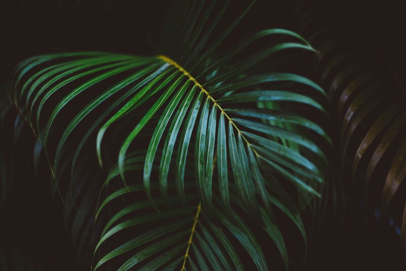 green palm leaf in dark
