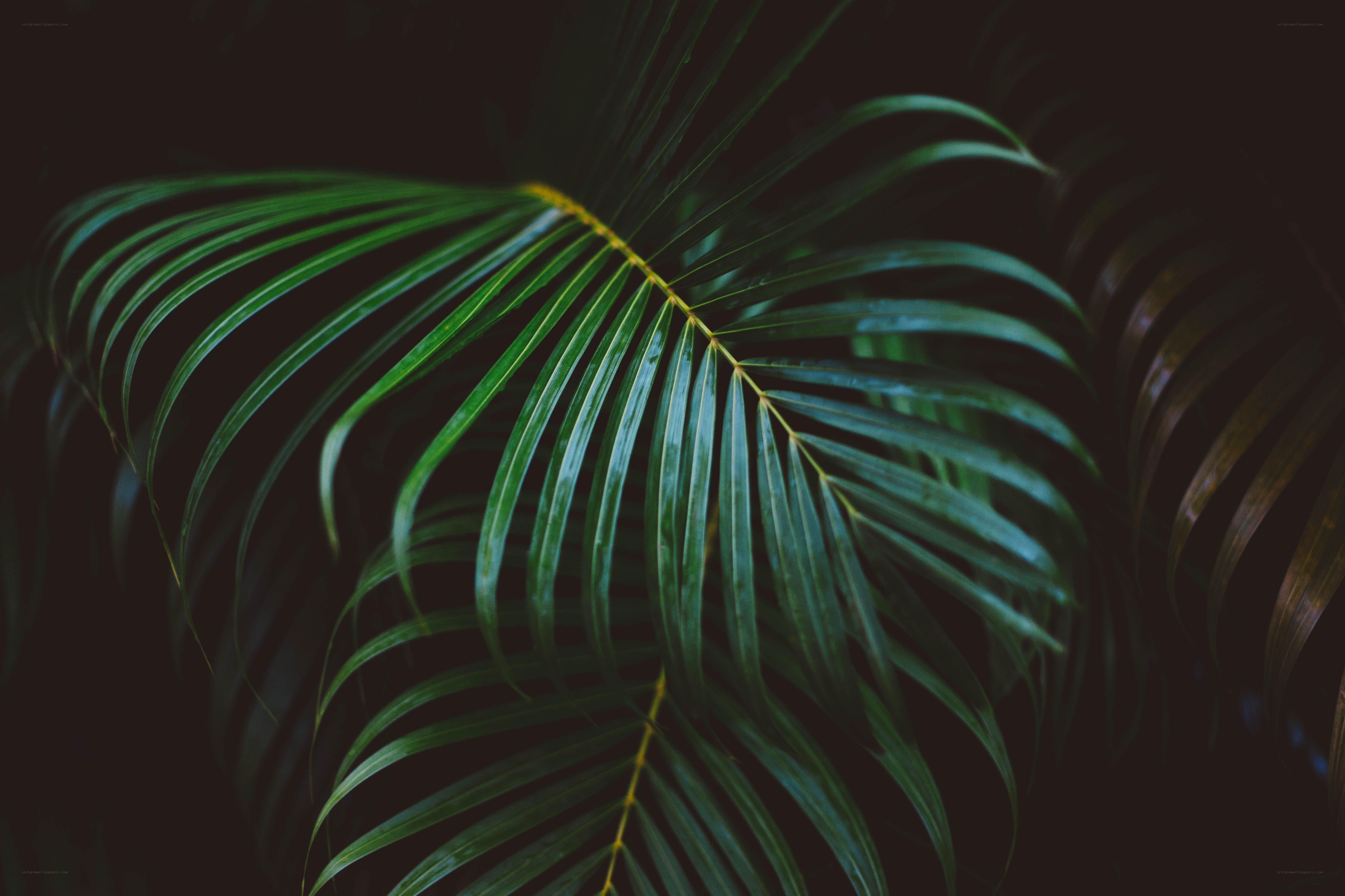 green palm leaf in dark