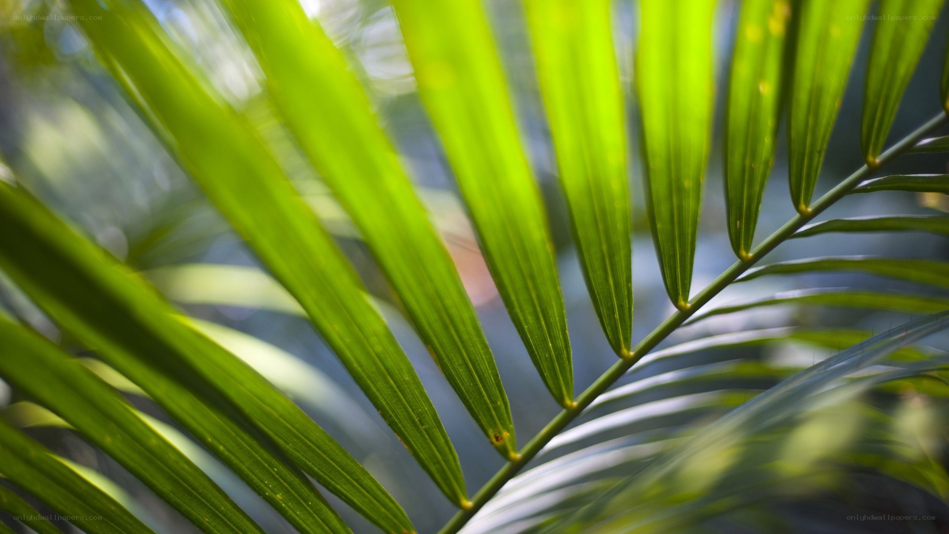 green palm leaf in sunlight