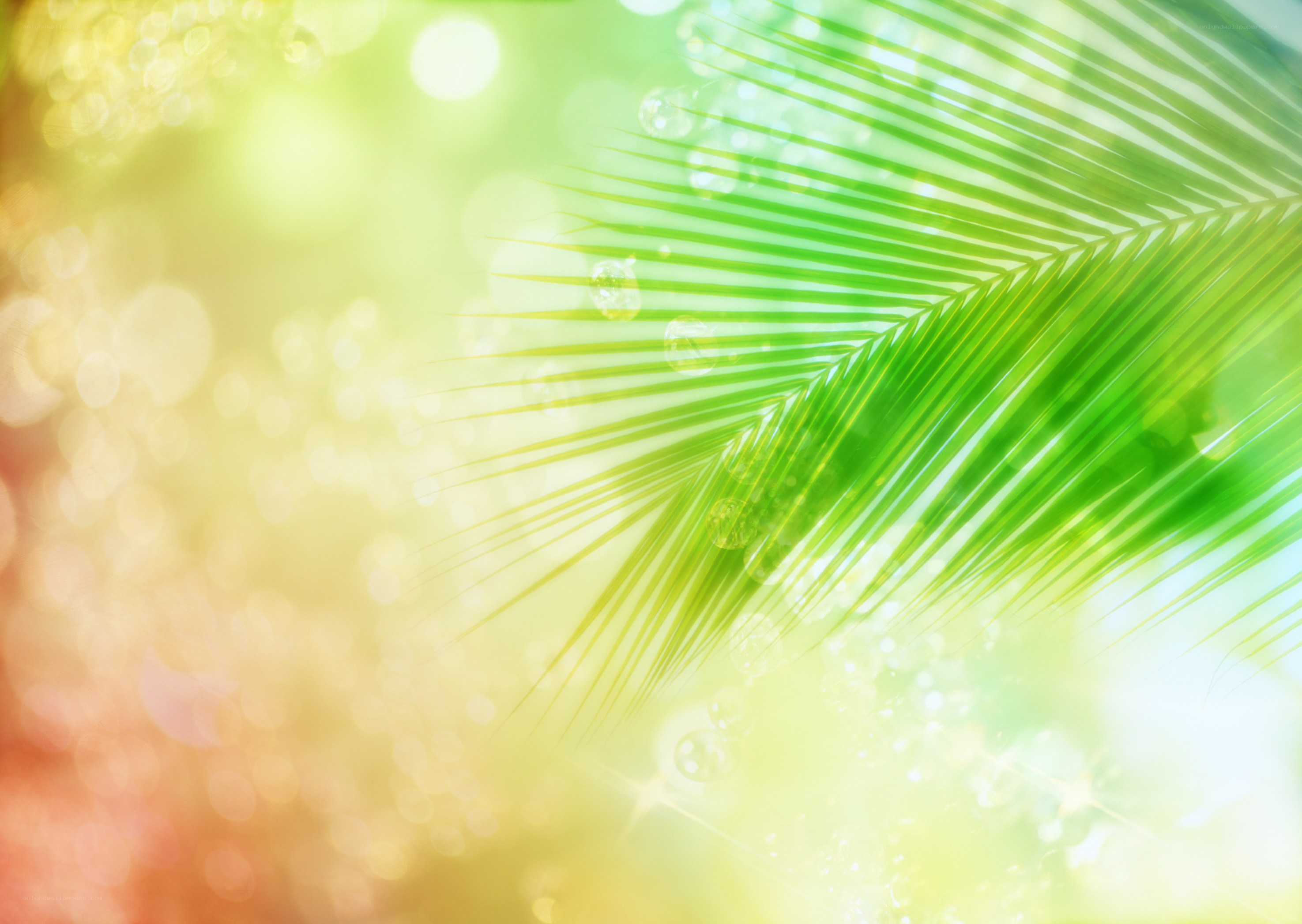 green palm leaf in sunlight